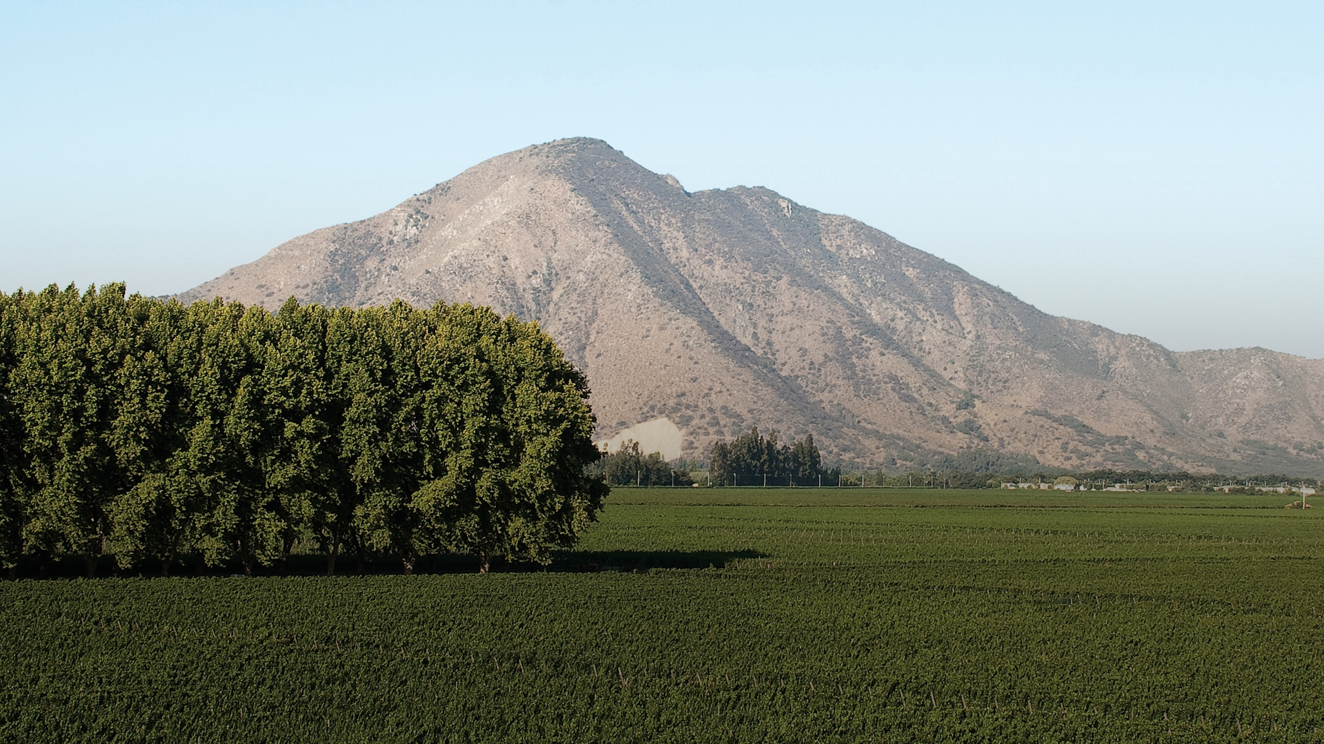 chilean bulk wine for sale